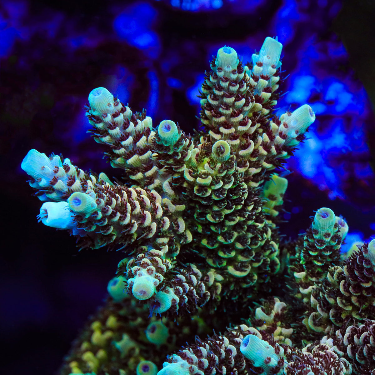 TSA Rick Moranis Acropora Coral - mother colony