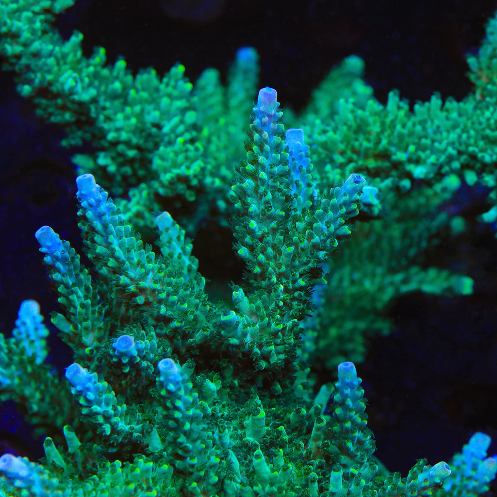 TSA Sprocket Acropora XL Frag Coral - mother colony