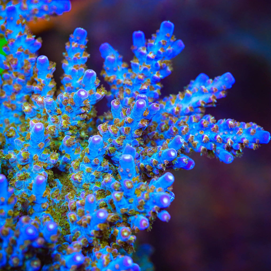 TSA Twisted Sister Acropora Coral - mother colony