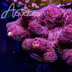 TSA Woolly Mammoth Acropora Coral - mother colony