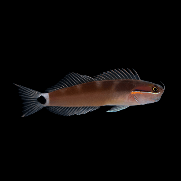 Tailspot Blenny saltwater fish care guide