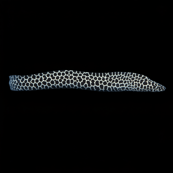 Tesselata Eel saltwater fish care guide