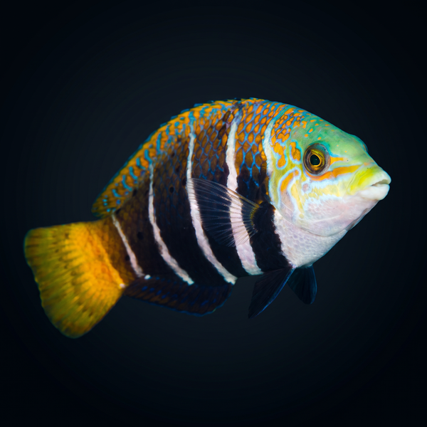 Barred Thicklip Wrasse saltwater fish care guide