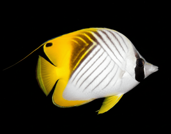 Threadfin Butterflyfish saltwater fish care guide