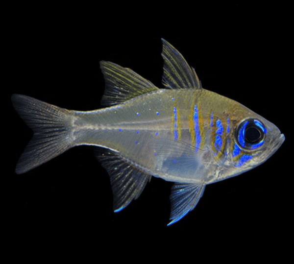 Threadfin Cardinalfish saltwater fish care guide
