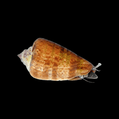 Tiger Sand Conch