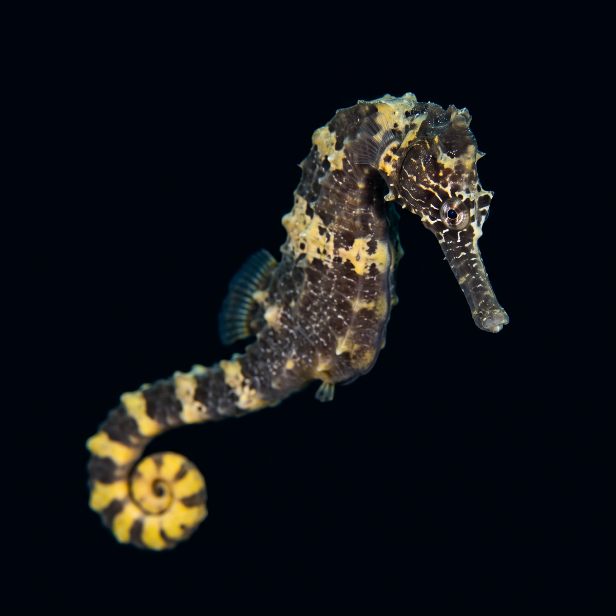Tiger Tail Seahorse saltwater fish care guide