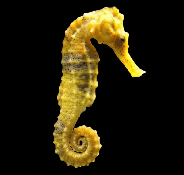 Tiger Tail Seahorse saltwater fish care guide