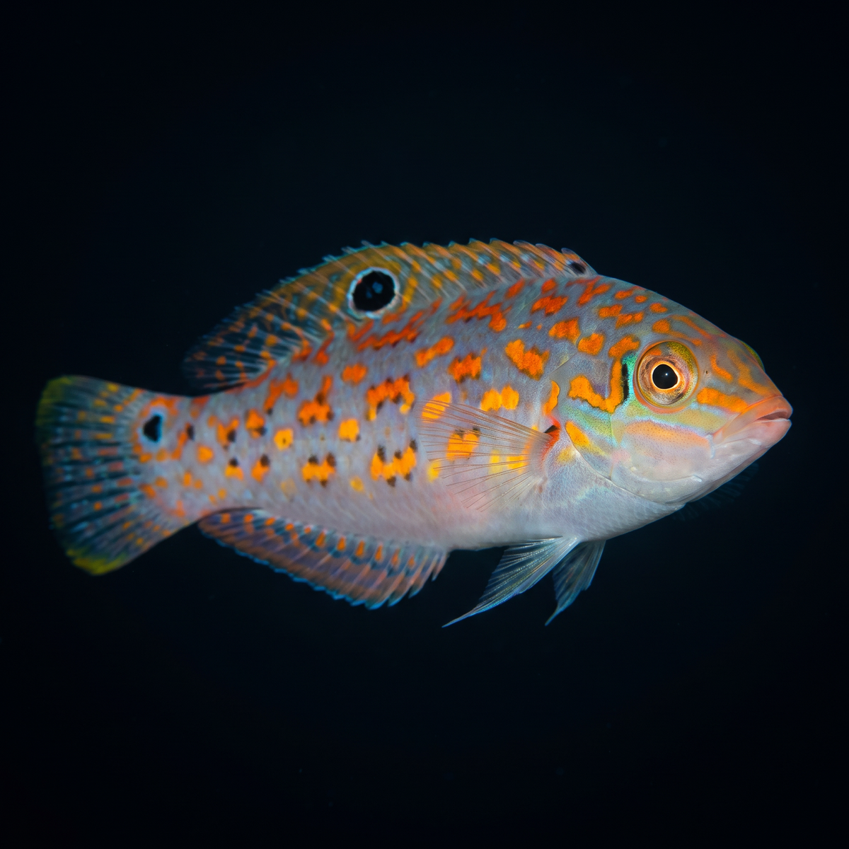 Timor Wrasse saltwater fish care guide