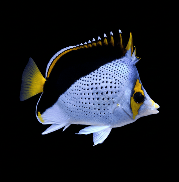 Tinker’s Butterflyfish saltwater fish care guide