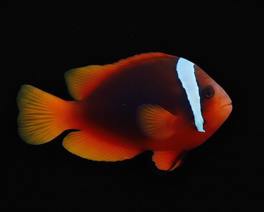 Tomato Clownfish saltwater fish care guide