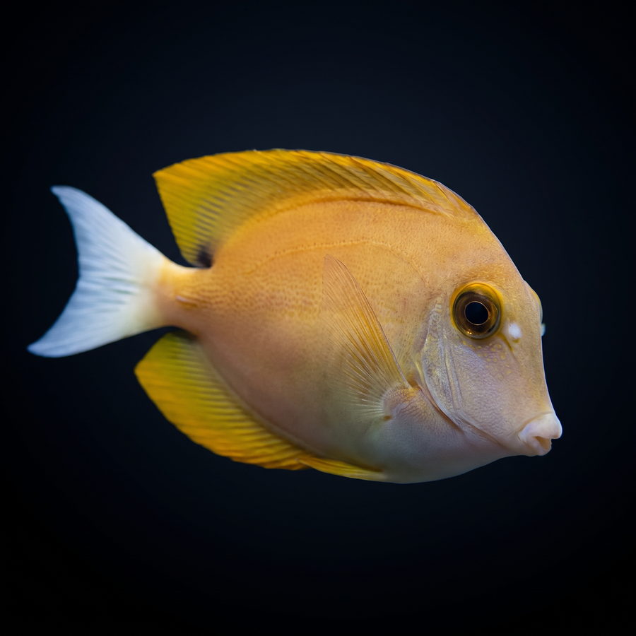 Flame Fin Tomini Bristletooth Tang - Ctenochaetus tominiensis