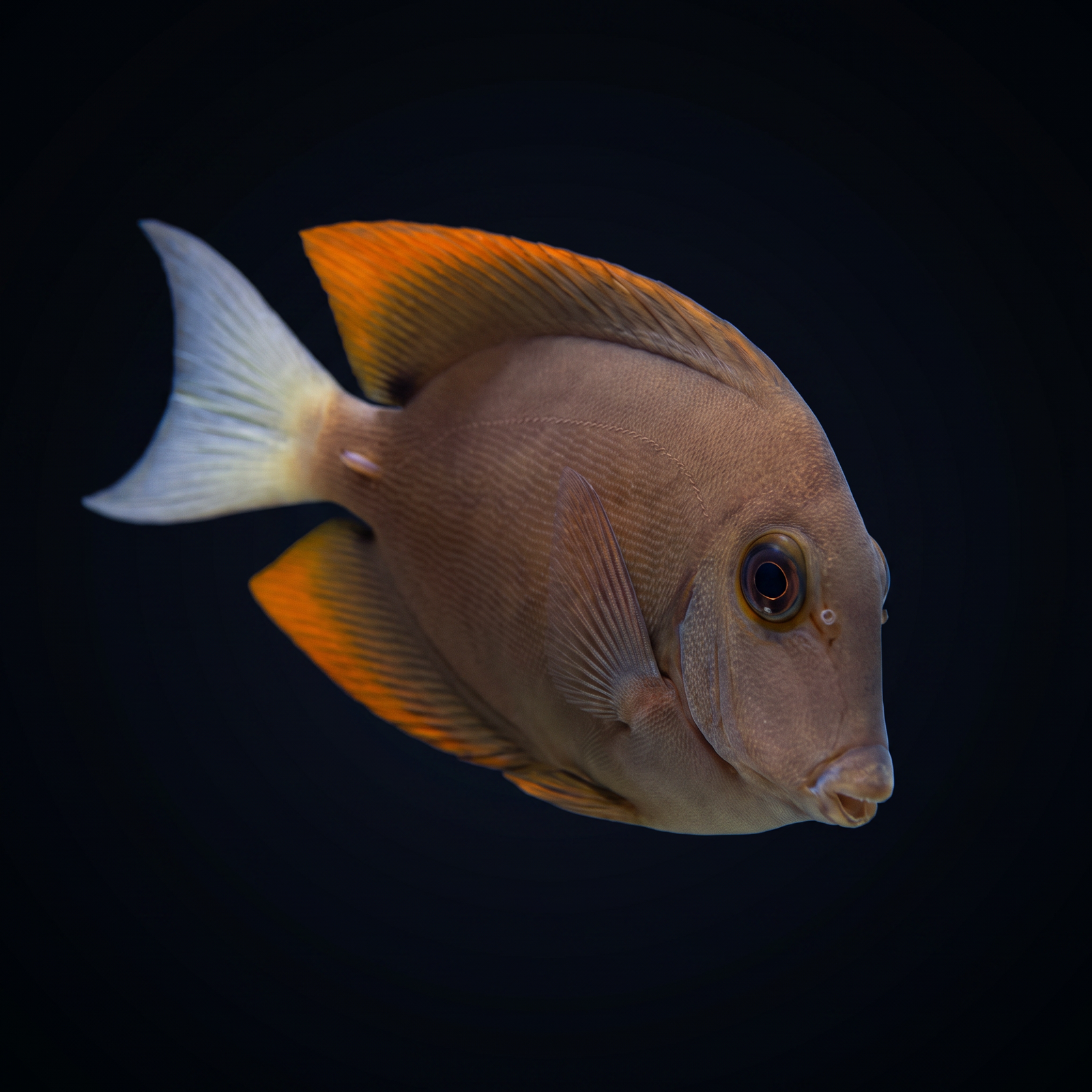 Flame Fin Tomini Bristletooth Tang saltwater fish care guide