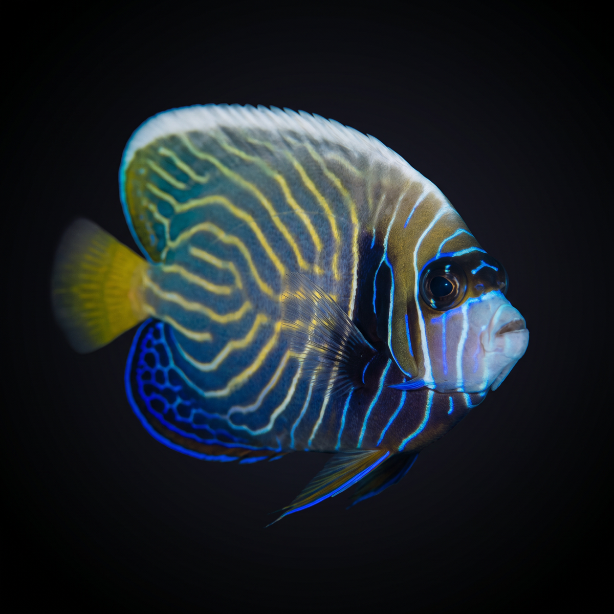 Emperor Angelfish - Juvenile