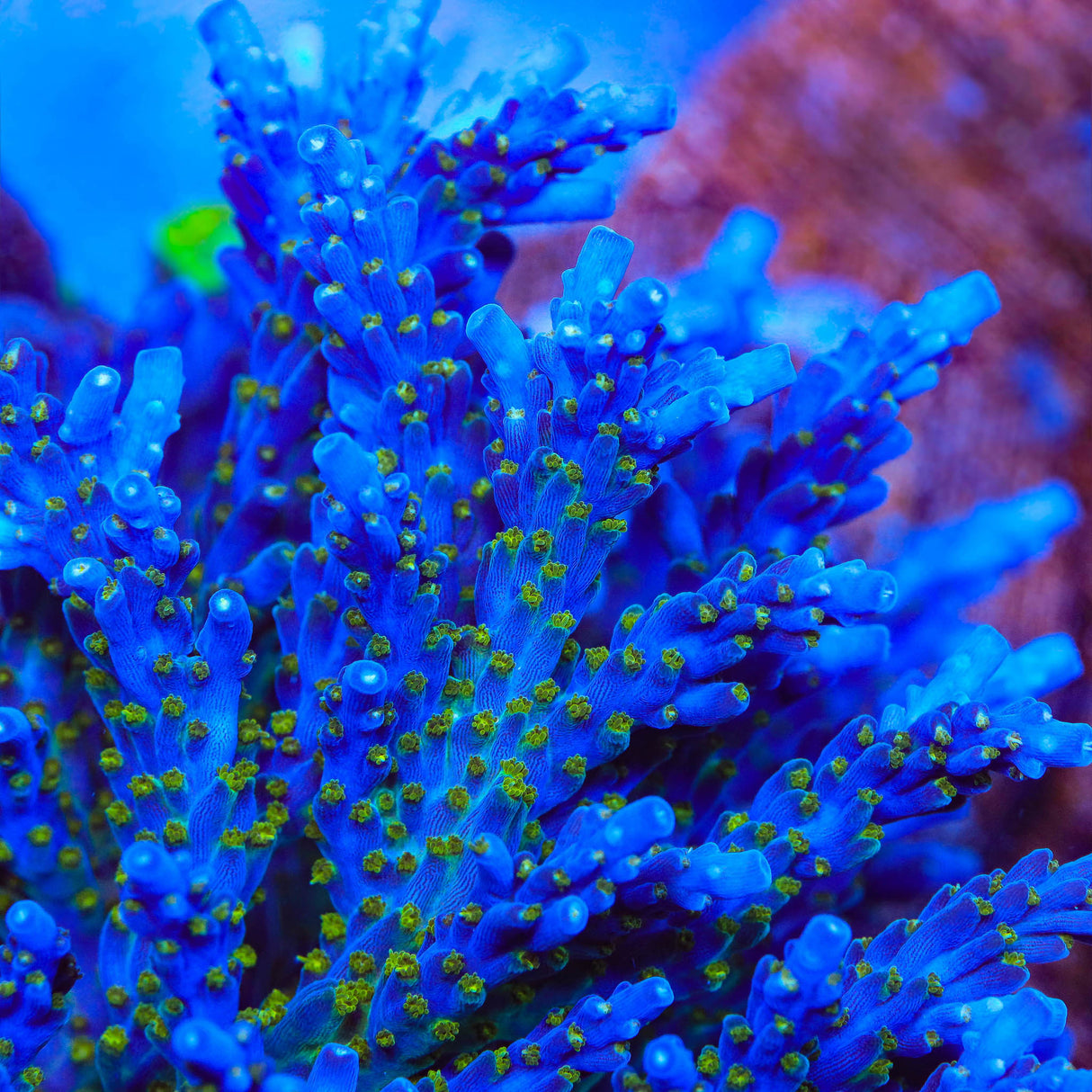 Tricolor Valida Acropora Coral