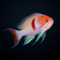 Tricolor Anthias - Male