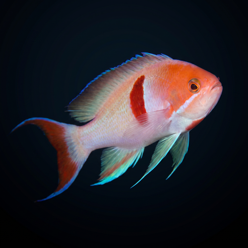 Tricolor Anthias - Male