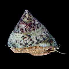 Trochus Snail