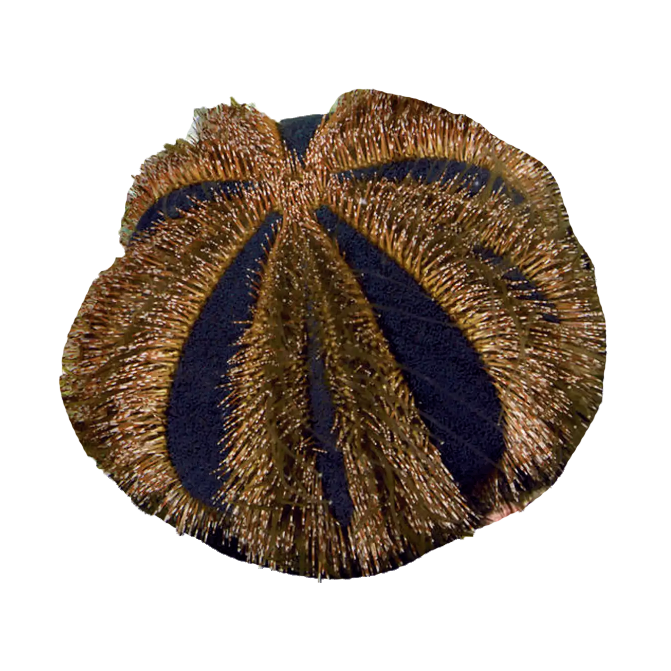 Tuxedo Urchin