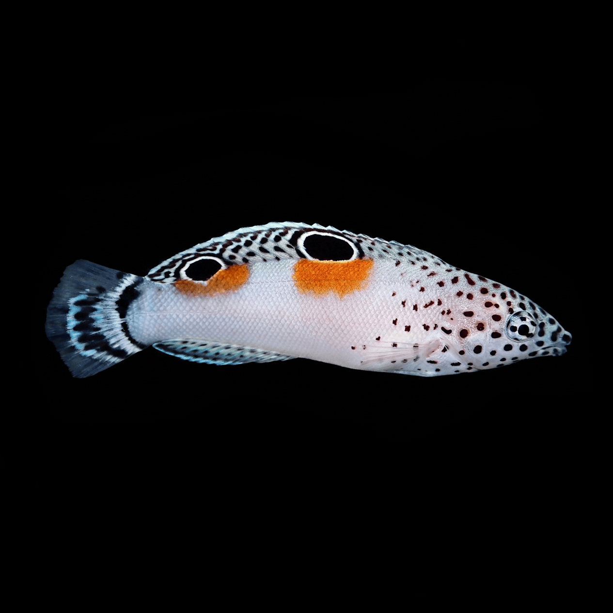 Twin Spot Wrasse - Juvenile saltwater fish care guide