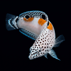 Twin Spot Wrasse - Juvenile - Coris aygula