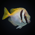 Two Barred Rabbitfish