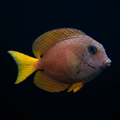 Two Spot Bristletooth Tang