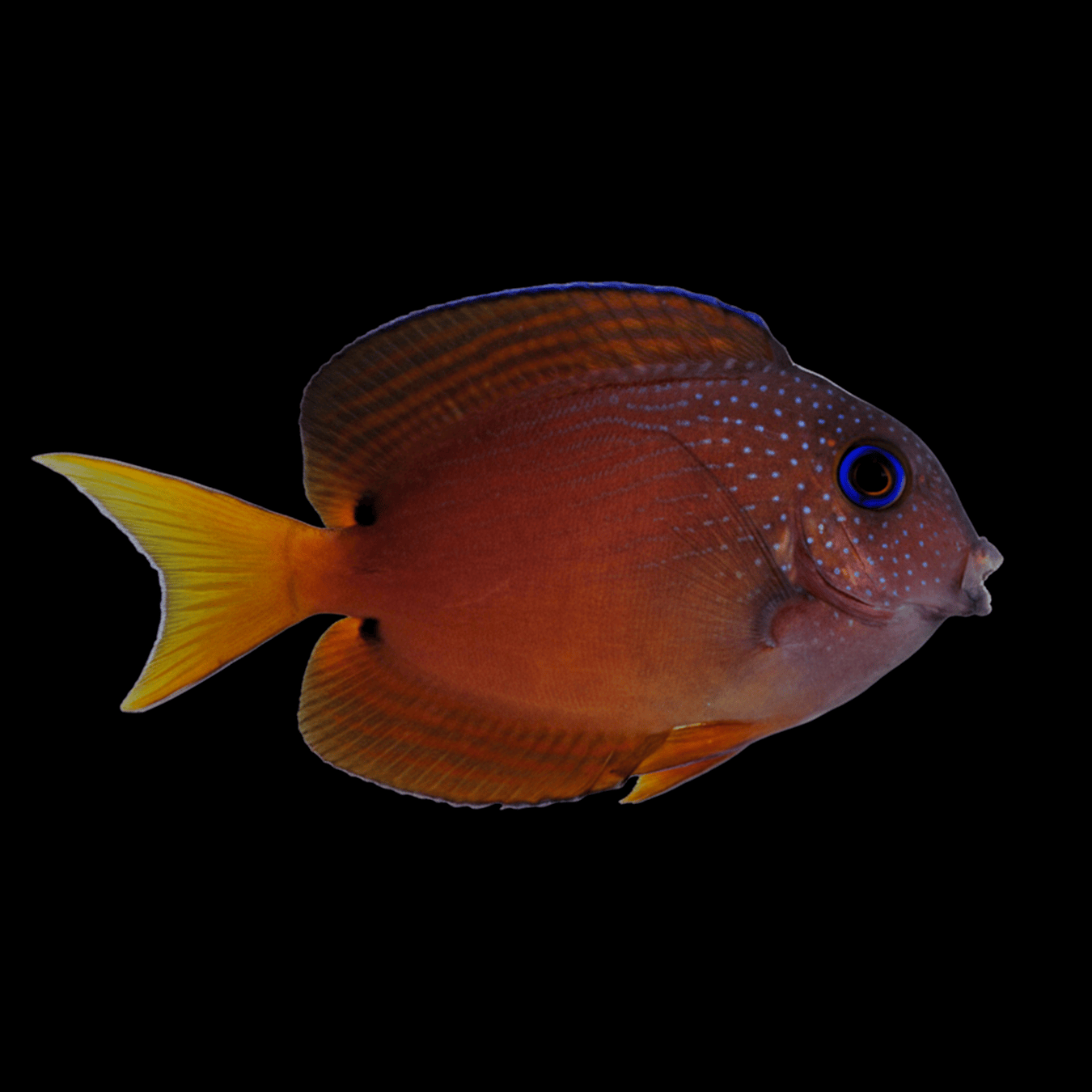 Two Spot Bristletooth Tang saltwater fish care guide
