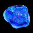 Tyree Blue Chalice Coral