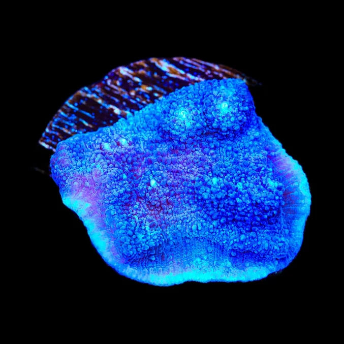 Tyree Blue Chalice Coral