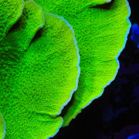 Tyree Toxic Green Aequituberculata Cap Coral - Top Shelf Aquatics