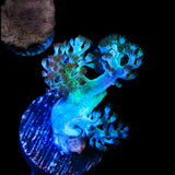 Ultra Kenya Tree Coral