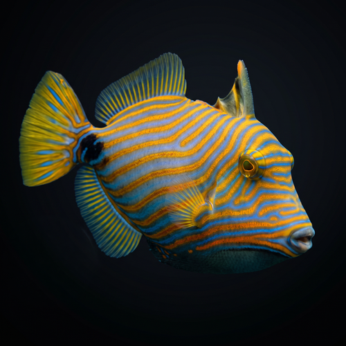 Undulate Triggerfish - Balistapus undulatus
