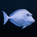Unicorn Tang
