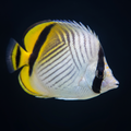 Vagabond Butterflyfish