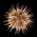 Variegated Urchin