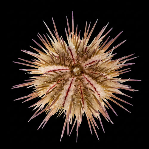 Variegated Urchin
