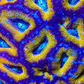 TSA Velvet Vixen Acan Coral