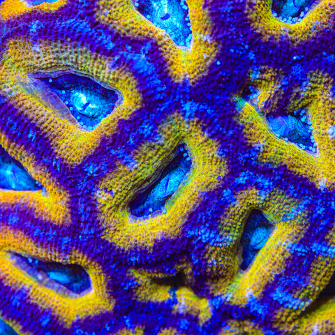 TSA Velvet Vixen Acan Coral