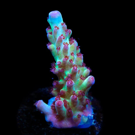 Vivids Rainbow Delight Acropora Coral