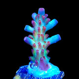 Vivids Rainbow Delight Acropora Coral