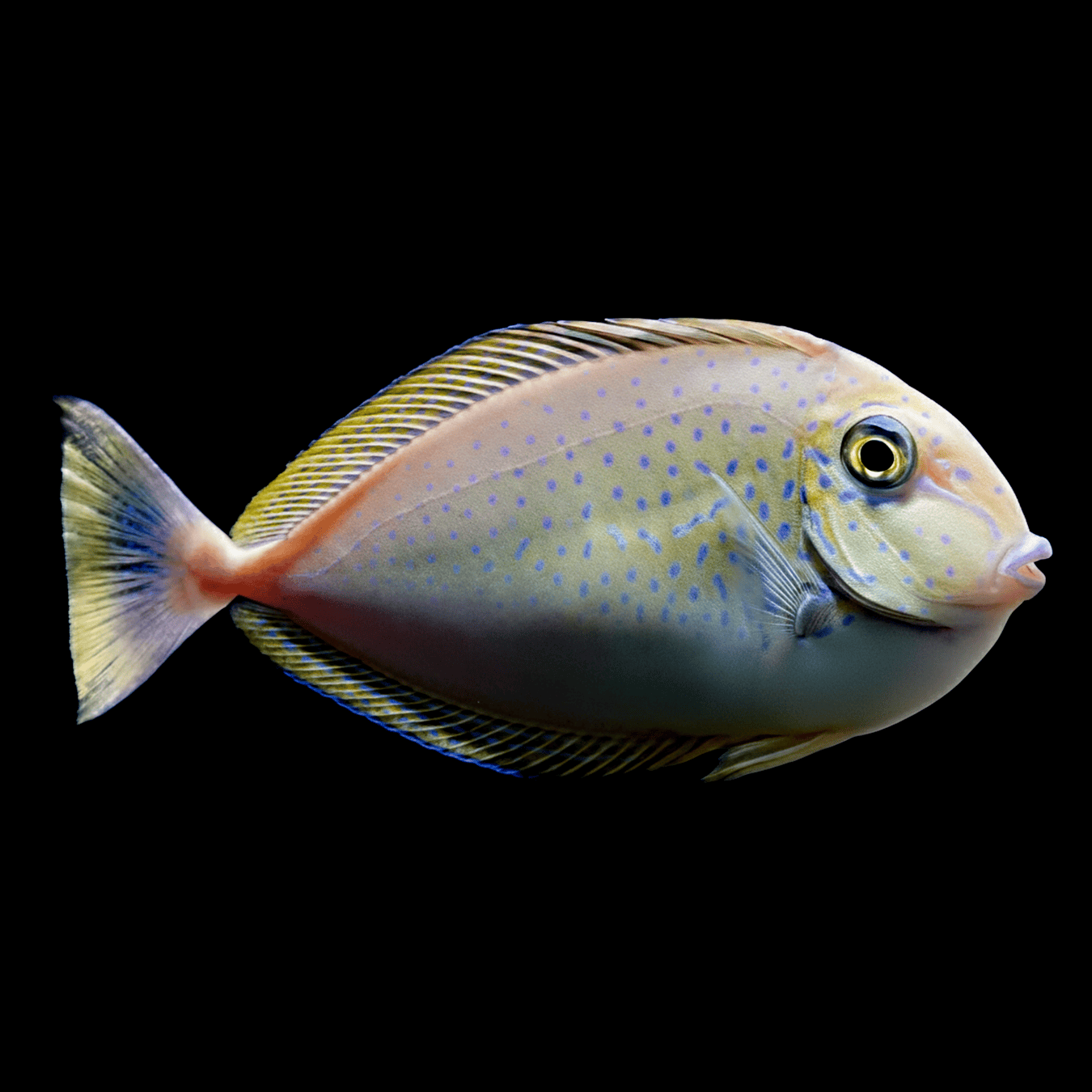 Vlamingii Tang