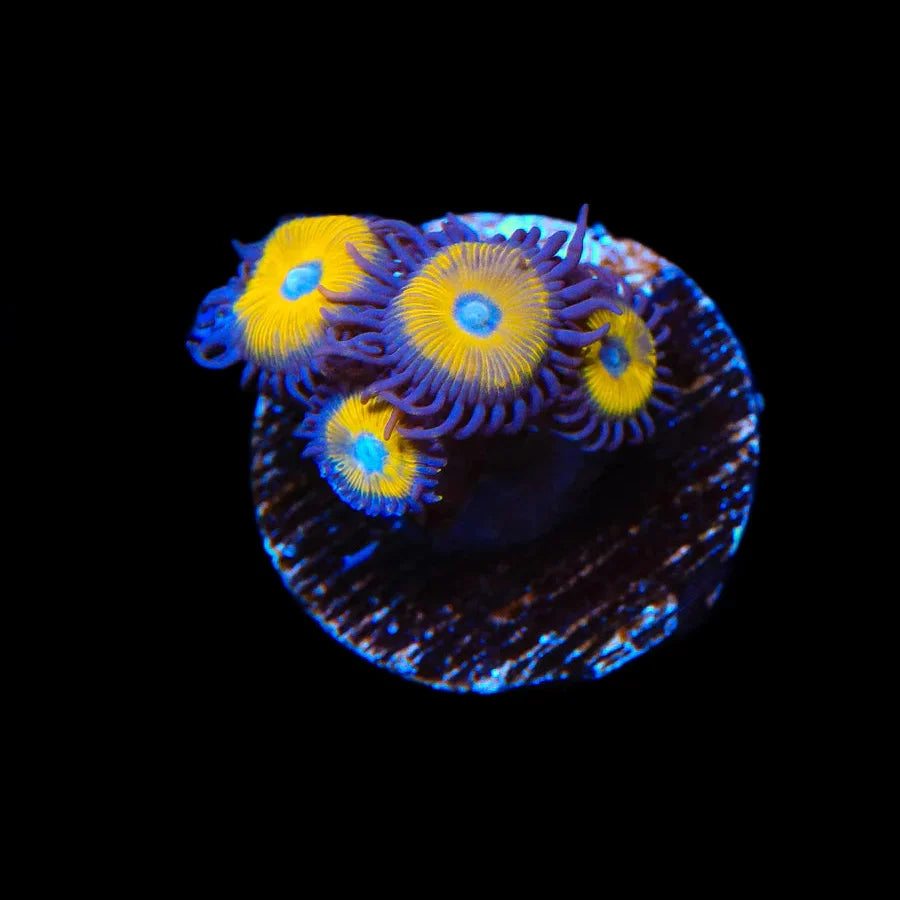 Vulcan Blood Zoanthids Coral