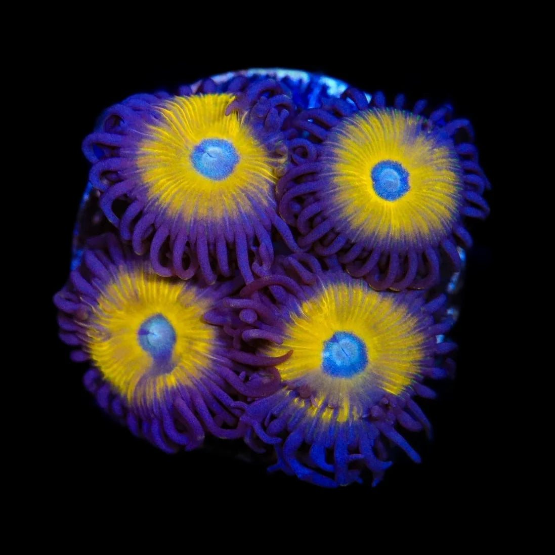 Vulcan Blood Zoanthids Coral