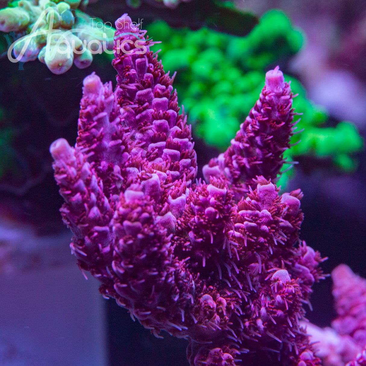 WWC Christmas Mirabilis Acropora Coral - Top Shelf Aquatics