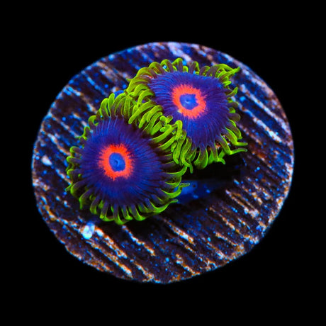 WWC Purple Hearts Zoanthids Coral