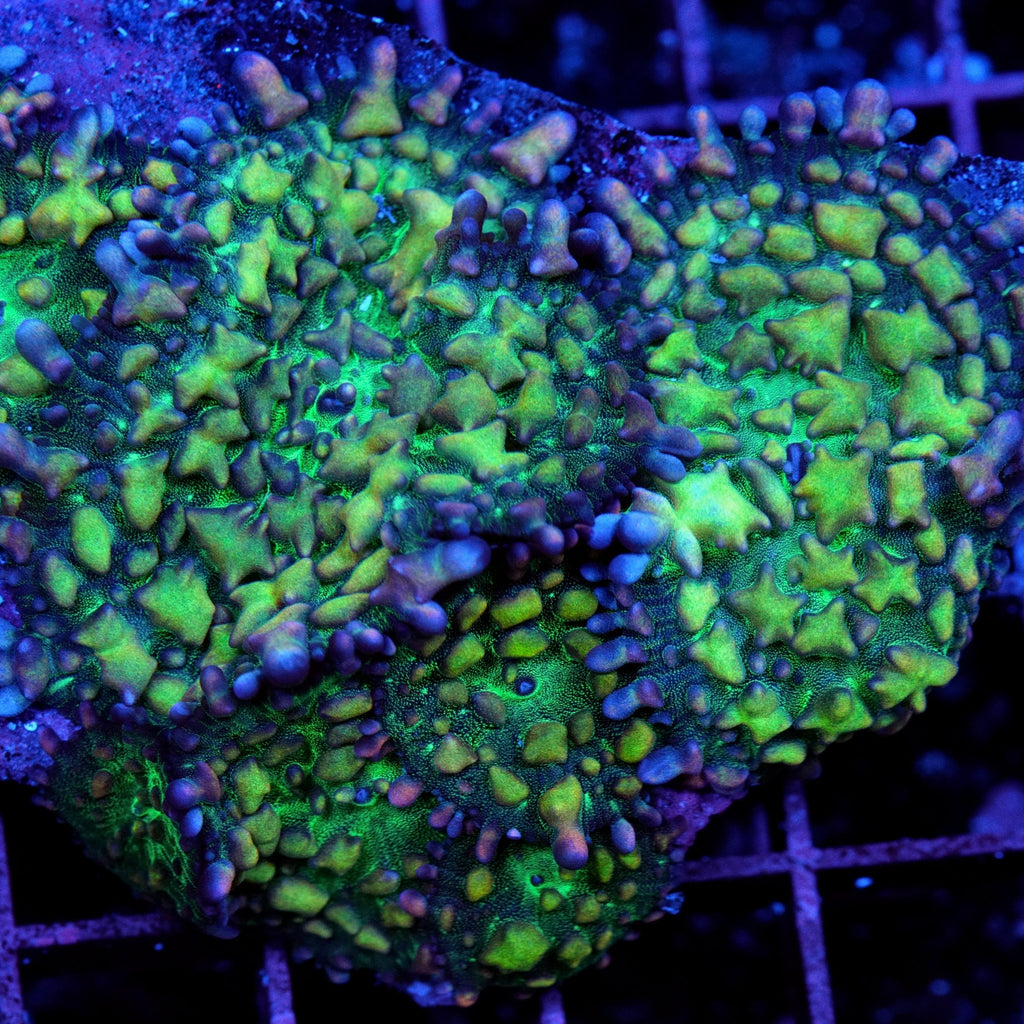 Warp Zone Mushroom Coral - mother colony