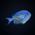 Watanabei Angelfish - Male - Genicanthus watanabei
