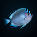 Watanabei Angelfish - Female - Genicanthus watanabei