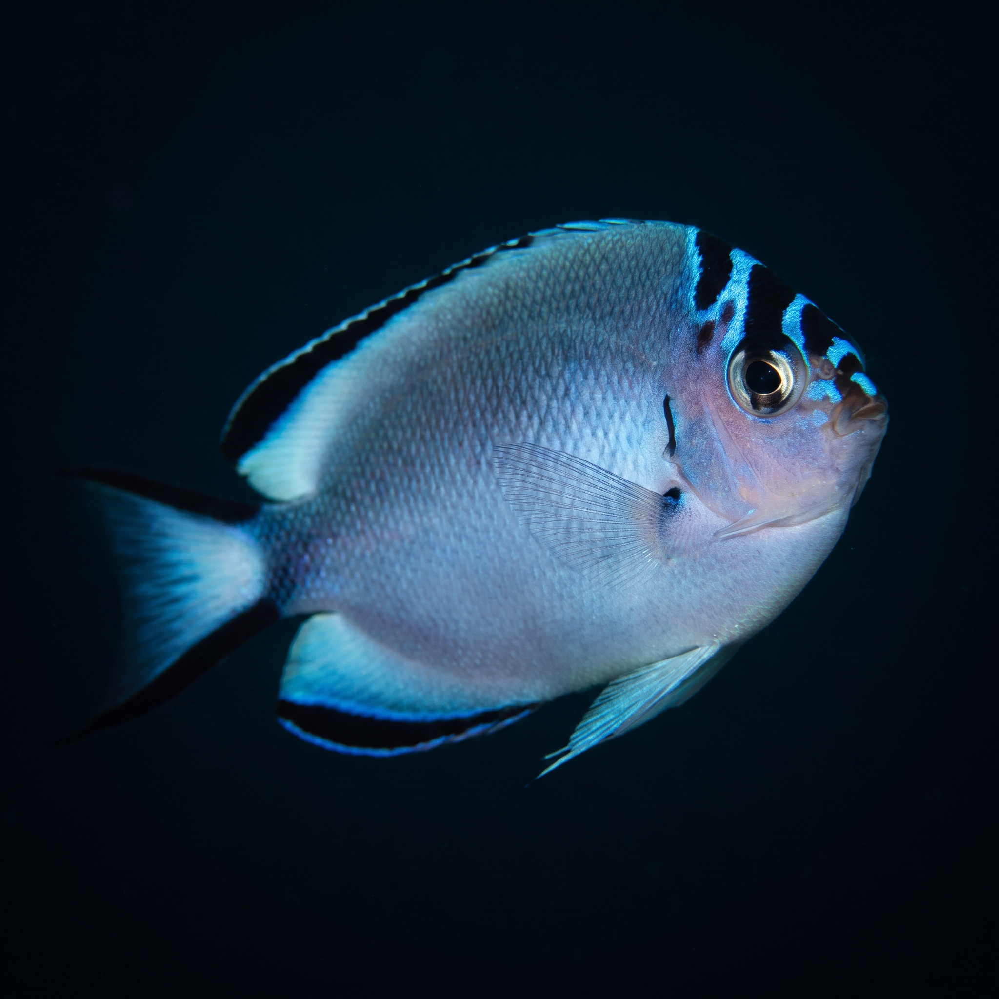 Watanabei Angelfish - Female - Genicanthus watanabei